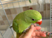 Baby hand reared Ringnecks parakeets