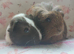 Beautiful pair of girls one cornet, one smooth guinea pigs