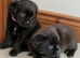 Rare mixed breed kc reg red fox lab and pekingese, puppies have been wormed to date.