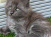 3 beautiful mainecoon polydactyl