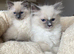 Ragdoll kittens