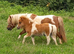 Eye-catching Registered Miniature Shetland Colt Foal