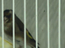 Gold finch