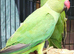3 beautiful young Ringnecks (1 semi tame)