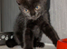9 week old kittens