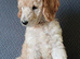 Standard poodle boy