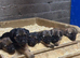 Beautiful Border Terrier Pups
