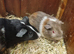 Baby guinea pigs and cage