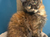 Stunning TICA Registered Maine Coon Kittens