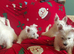 Adorable puppies ready to go