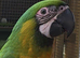Miligold Macaw