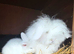 Teddy widder adults x3