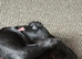 Labrador girl wanting a new home