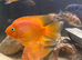 M/f blood parrot fish