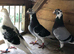 3 Jan Arden cocks