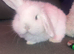 Mini lop babies