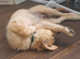 Golden retriever boy