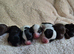 Australian Labradoodle puppies - health tested