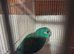 Pair of kakarikis