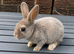 Smoky Pedigree Standard Rex Bunny