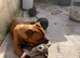 pocket bully x cane corso