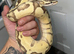 Firefly Enchi BP