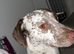 Dalmatian Pup