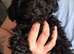 Miniature poodle boy