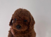 Red Cavapoos
