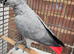 African grey parrot for sale Male