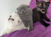 Scottish fold