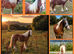 Traditional cob filly