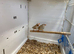 Zebra finches