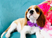 KC Registered Blenheim puppies