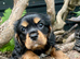 Quality KC registered cavalier puppy