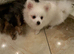 Pomeranian boy