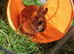 Beautiful Netherland dwarf bunnys