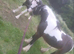 Handsome chunk of a Cob &ndash; John in Rainham, Essex