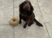 Female working cocker-spaniel
