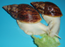 RETIC GIANT AFRICAN LAND SNAILS