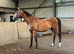 3yo aes gelding
