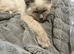 Birman cats / kittens