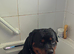 Rottweiler pup
