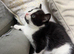 Charming Ragdoll / Turkish Angora Female Kitten Available for Adoption, 9 Weeks Old