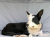 Beautiful Girls looking for their new home.