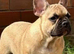 Male French bulldog puppy for sale