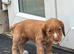 Working cocker spaniels