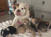 Brush bulldog x pug ready now