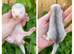Litter of angoras available