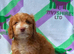 F1 apricot and fox red mini cockapoos 30 dna health tested clear